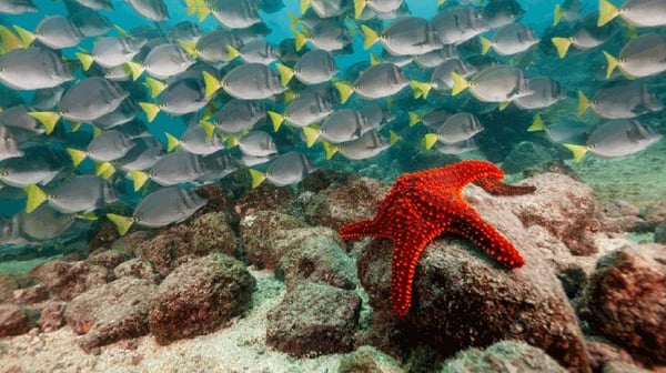 Red starfish on the seabed