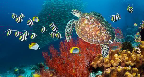 Sea turtle, coral and colourful fish